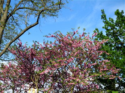 Gewöhnlicher Judasbaum (Cercis siliquastrum) in Hockenheim