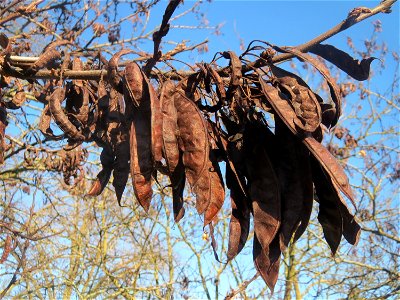 Gewöhnlicher Judasbaum (Cercis siliquastrum) in Hockenheim