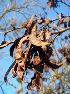 Gewöhnlicher Judasbaum (Cercis siliquastrum) in Hockenheim