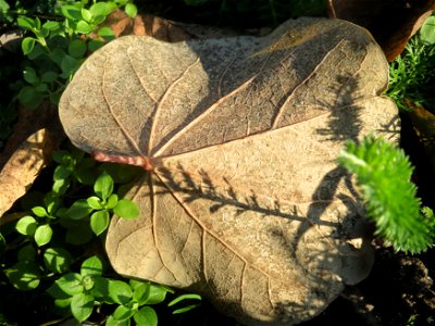 Gewöhnlicher Judasbaum (Cercis siliquastrum) in Hockenheim