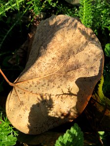 Gewöhnlicher Judasbaum (Cercis siliquastrum) in Hockenheim