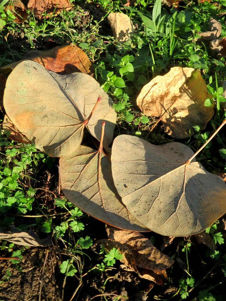 Gewöhnlicher Judasbaum (Cercis siliquastrum) in Hockenheim