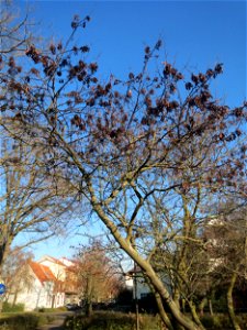 Gewöhnlicher Judasbaum (Cercis siliquastrum) in Hockenheim