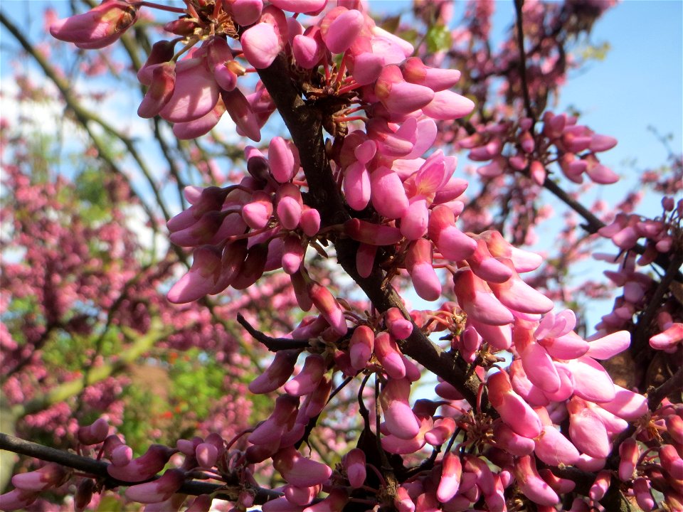 Gewöhnlicher Judasbaum (Cercis siliquastrum) in Hockenheim