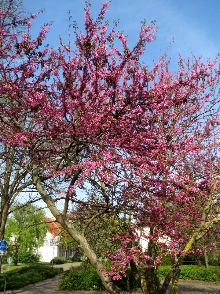 Gewöhnlicher Judasbaum (Cercis siliquastrum) in Hockenheim