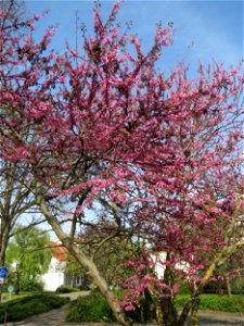 Gewöhnlicher Judasbaum (Cercis siliquastrum) in Hockenheim photo