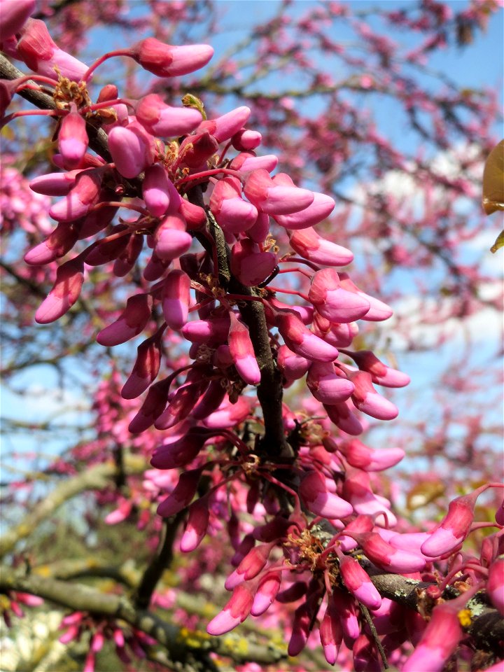 Gewöhnlicher Judasbaum (Cercis siliquastrum) in Hockenheim
