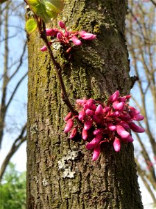 Gewöhnlicher Judasbaum (Cercis siliquastrum) in Hockenheim