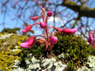 Gewöhnlicher Judasbaum (Cercis siliquastrum) in Hockenheim