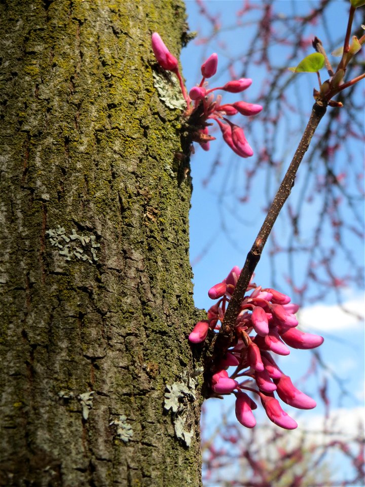 Gewöhnlicher Judasbaum (Cercis siliquastrum) in Hockenheim