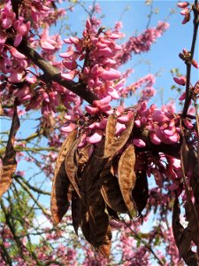Gewöhnlicher Judasbaum (Cercis siliquastrum) in Hockenheim