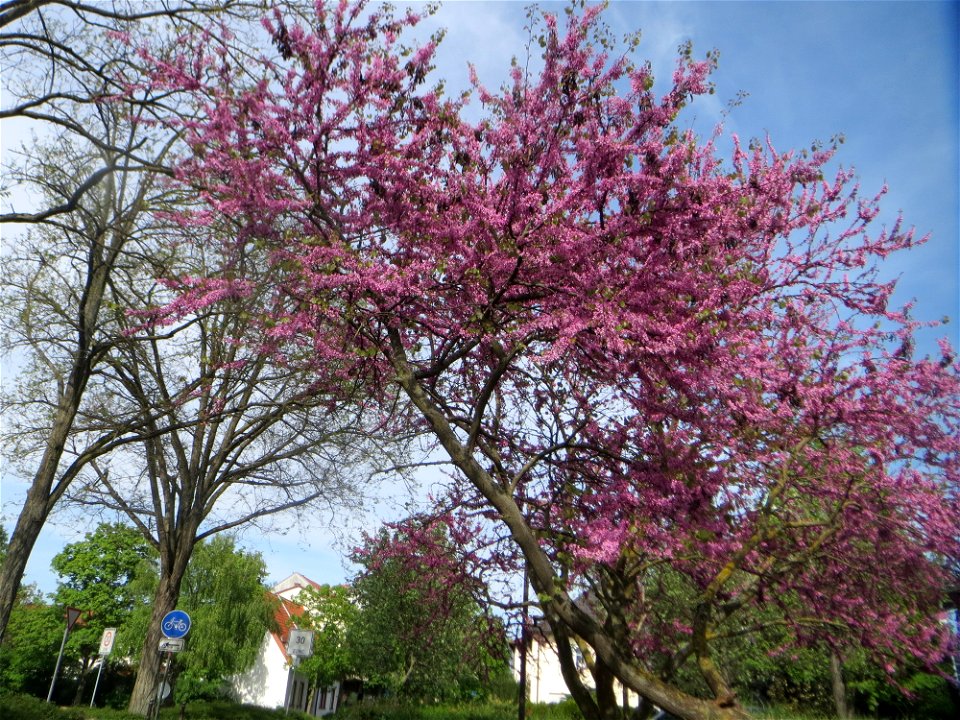 Gewöhnlicher Judasbaum (Cercis siliquastrum) in Hockenheim