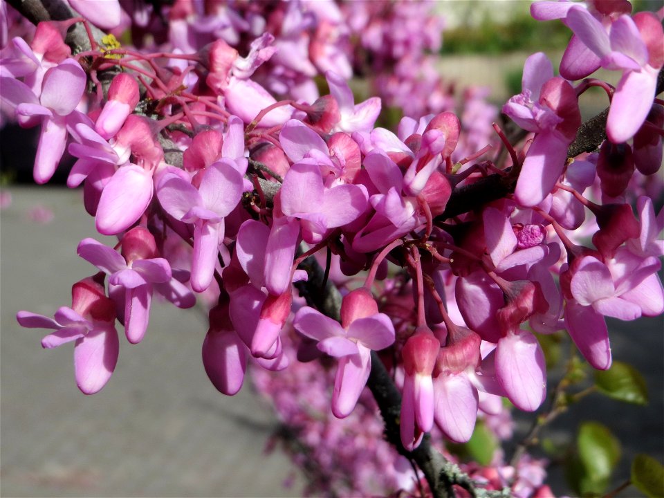 Gewöhnlicher Judasbaum (Cercis siliquastrum) in Hockenheim