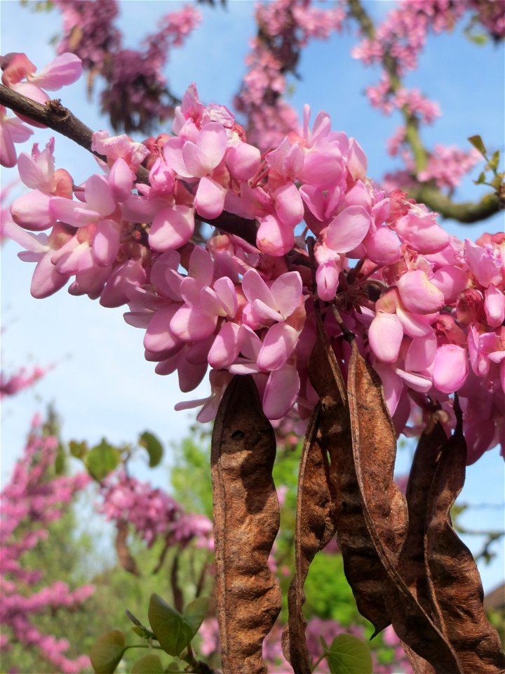 Gewöhnlicher Judasbaum (Cercis siliquastrum) in Hockenheim