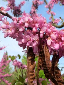 Gewöhnlicher Judasbaum (Cercis siliquastrum) in Hockenheim