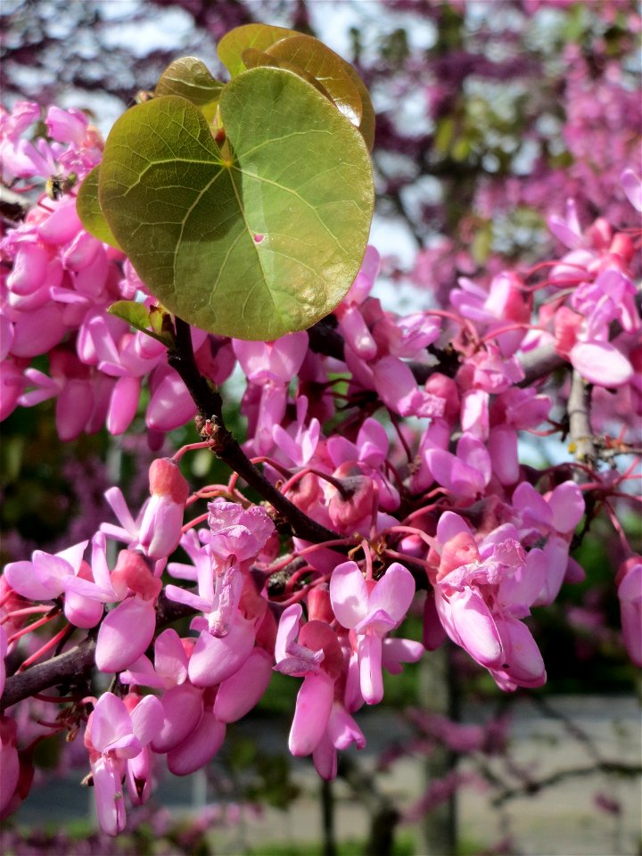Gewöhnlicher Judasbaum (Cercis siliquastrum) in Hockenheim