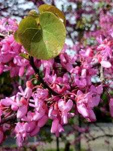 Gewöhnlicher Judasbaum (Cercis siliquastrum) in Hockenheim