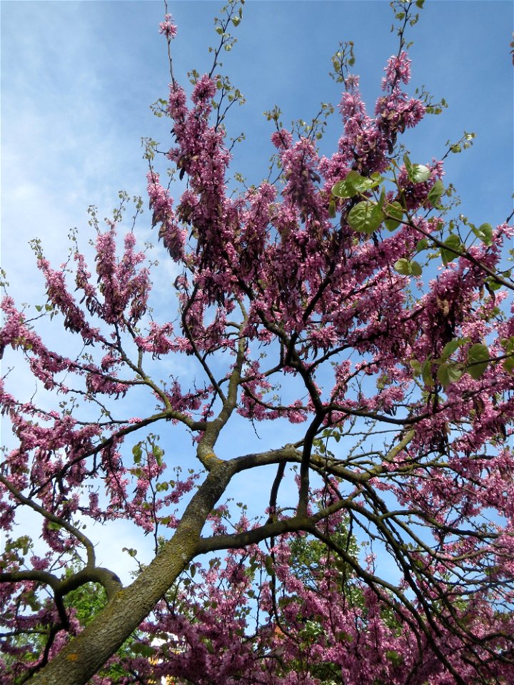 Gewöhnlicher Judasbaum (Cercis siliquastrum) in Hockenheim