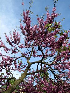 Gewöhnlicher Judasbaum (Cercis siliquastrum) in Hockenheim