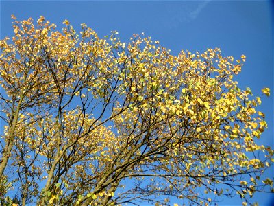 Gewöhnlicher Judasbaum (Cercis siliquastrum) in Hockenheim - Ursprung: Mittelmeerraum und Vorderasien - Charakteristisch: die Blütenstände und späteren Früchte treten auch an älteren Stammteilen hervo
