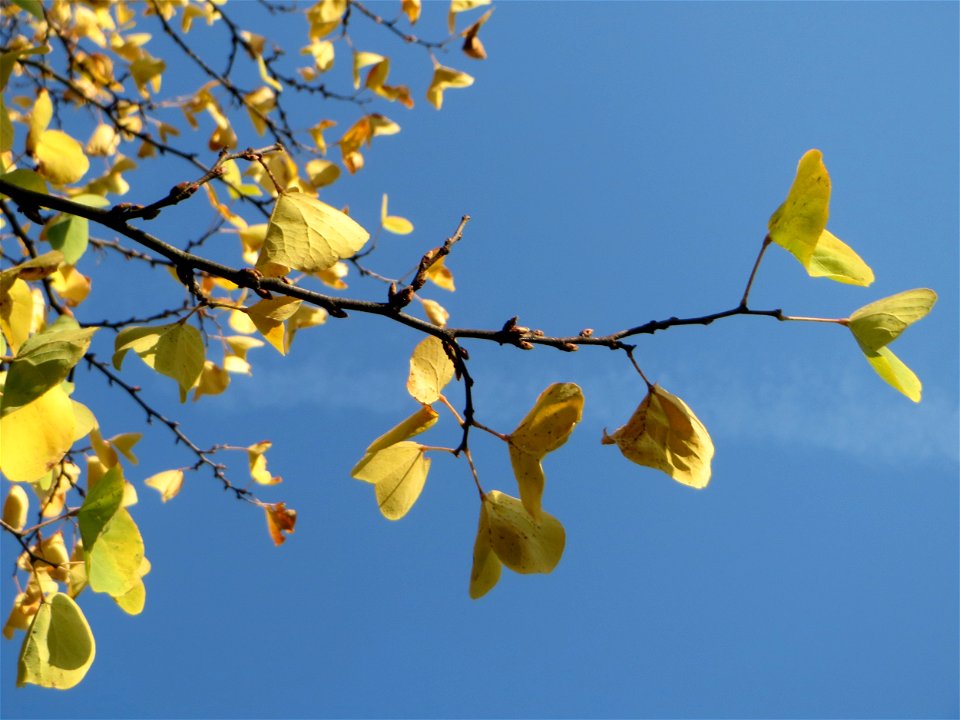 Gewöhnlicher Judasbaum (Cercis siliquastrum) in Hockenheim - Ursprung: Mittelmeerraum und Vorderasien - Charakteristisch: die Blütenstände und späteren Früchte treten auch an älteren Stammteilen hervo