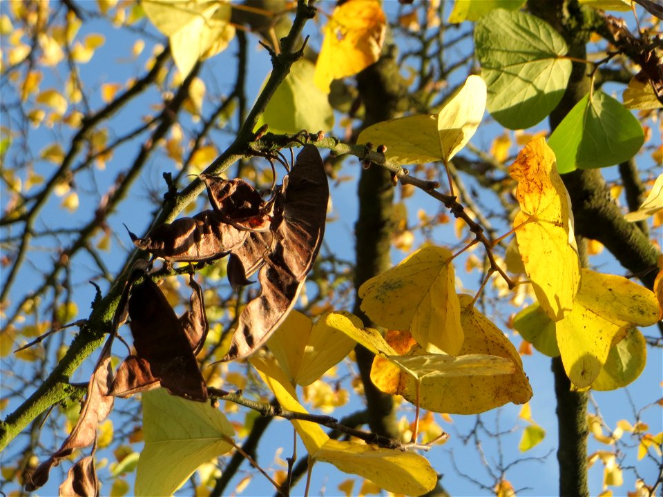 Gewöhnlicher Judasbaum (Cercis siliquastrum) in Hockenheim - Ursprung: Mittelmeerraum und Vorderasien - Charakteristisch: die Blütenstände und späteren Früchte treten auch an älteren Stammteilen hervo
