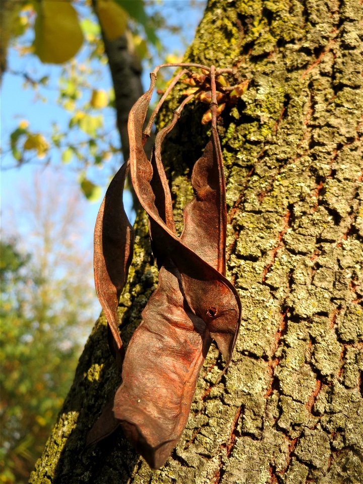 Gewöhnlicher Judasbaum (Cercis siliquastrum) in Hockenheim - Ursprung: Mittelmeerraum und Vorderasien - Charakteristisch: die Blütenstände und späteren Früchte treten auch an älteren Stammteilen hervo
