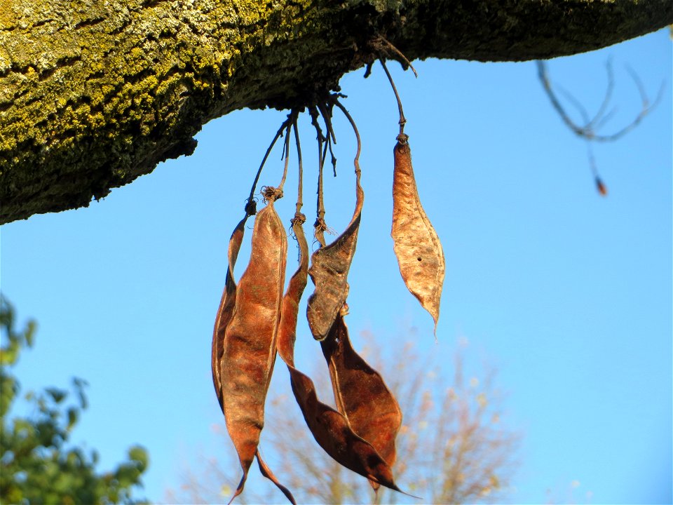 Gewöhnlicher Judasbaum (Cercis siliquastrum) in Hockenheim - Ursprung: Mittelmeerraum und Vorderasien - Charakteristisch: die Blütenstände und späteren Früchte treten auch an älteren Stammteilen hervo