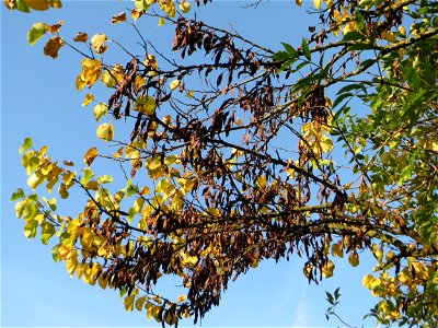 Gewöhnlicher Judasbaum (Cercis siliquastrum) in Hockenheim - Ursprung: Mittelmeerraum und Vorderasien - Charakteristisch: die Blütenstände und späteren Früchte treten auch an älteren Stammteilen hervo