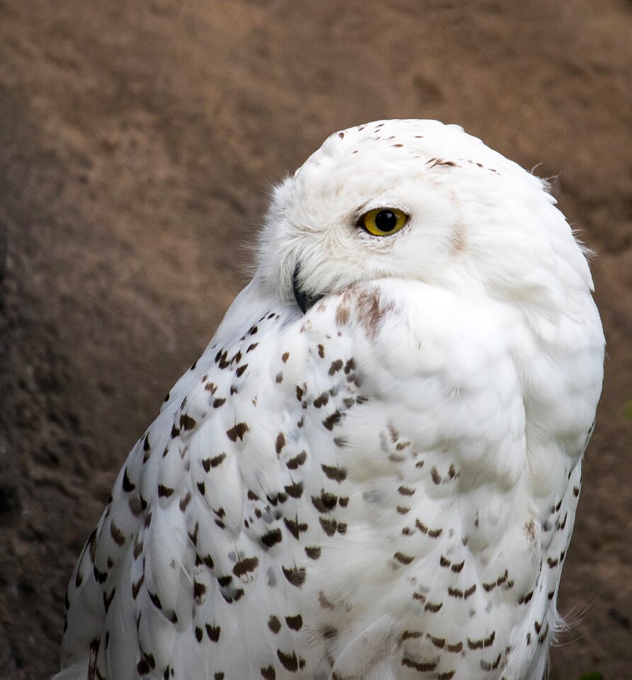 Animal world nature white