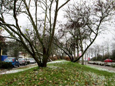 Wintereinbruch am 1. Dezember 2017 in Hockenheim: Gewöhnlicher Judasbaum (Cercis siliquastrum) - Ursprung: Mittelmeerländer in Südeuropa und Vorderasien