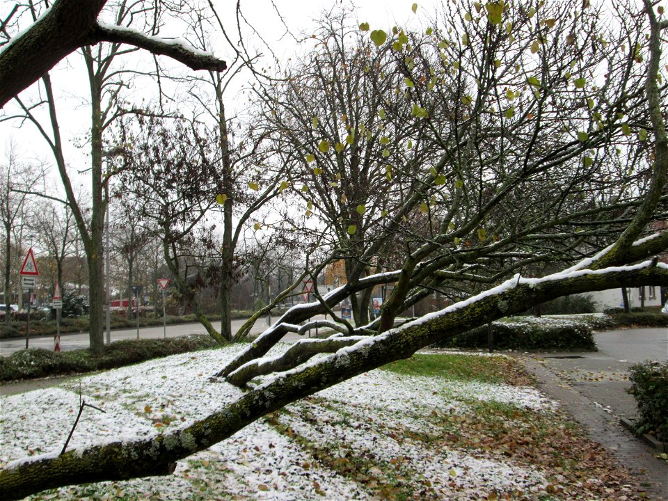 Wintereinbruch am 1. Dezember 2017 in Hockenheim: Gewöhnlicher Judasbaum (Cercis siliquastrum) - Ursprung: Mittelmeerländer in Südeuropa und Vorderasien