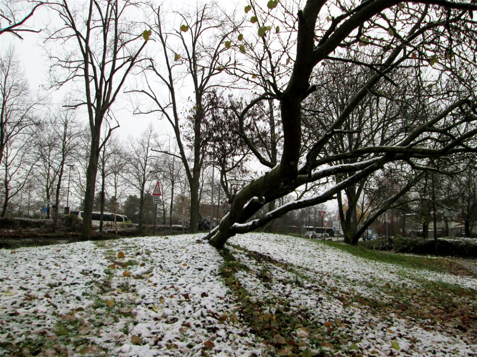 Wintereinbruch am 1. Dezember 2017 in Hockenheim: Gewöhnlicher Judasbaum (Cercis siliquastrum) - Ursprung: Mittelmeerländer in Südeuropa und Vorderasien