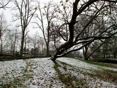 Wintereinbruch am 1. Dezember 2017 in Hockenheim: Gewöhnlicher Judasbaum (Cercis siliquastrum) - Ursprung: Mittelmeerländer in Südeuropa und Vorderasien