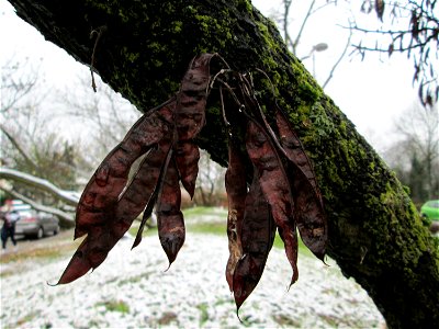 Wintereinbruch am 1. Dezember 2017 in Hockenheim: Gewöhnlicher Judasbaum (Cercis siliquastrum) - Ursprung: Mittelmeerländer in Südeuropa und Vorderasien