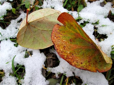 Wintereinbruch am 1. Dezember 2017 in Hockenheim: Gewöhnlicher Judasbaum (Cercis siliquastrum) - Ursprung: Mittelmeerländer in Südeuropa und Vorderasien