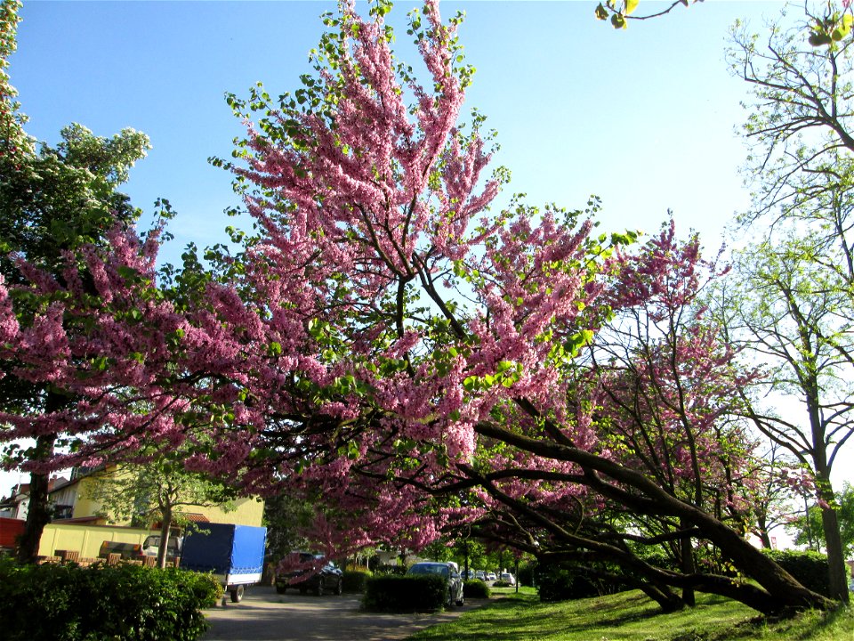 Gewöhnlicher Judasbaum (Cercis siliquastrum) in Hockenheim