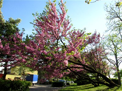 Gewöhnlicher Judasbaum (Cercis siliquastrum) in Hockenheim