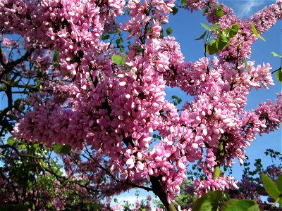 Gewöhnlicher Judasbaum (Cercis siliquastrum) in Hockenheim