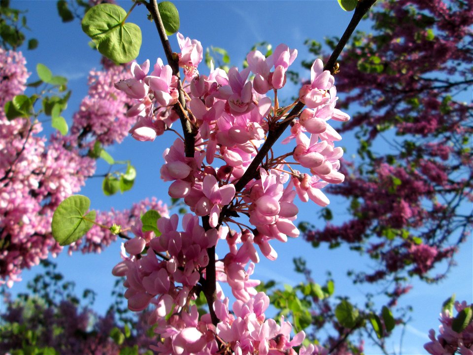 Gewöhnlicher Judasbaum (Cercis siliquastrum) in Hockenheim - ursprünglich aus Südeuropa sowie Vorderasien - der Name Judasbaum gründet in der Legende, Judas Ischariot habe sich an einem solchen Baum e