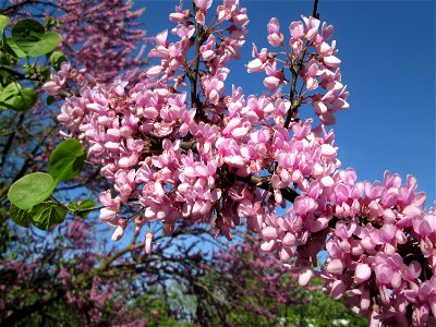Gewöhnlicher Judasbaum (Cercis siliquastrum) in Hockenheim - ursprünglich aus Südeuropa sowie Vorderasien - der Name Judasbaum gründet in der Legende, Judas Ischariot habe sich an einem solchen Baum e