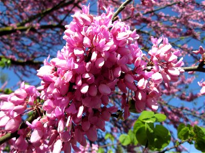 Gewöhnlicher Judasbaum (Cercis siliquastrum) in Hockenheim - ursprünglich aus Südeuropa sowie Vorderasien - der Name Judasbaum gründet in der Legende, Judas Ischariot habe sich an einem solchen Baum e