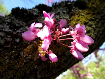 Gewöhnlicher Judasbaum (Cercis siliquastrum) in Hockenheim - ursprünglich aus Südeuropa sowie Vorderasien - der Name Judasbaum gründet in der Legende, Judas Ischariot habe sich an einem solchen Baum e