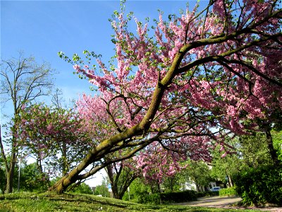 Gewöhnlicher Judasbaum (Cercis siliquastrum) in Hockenheim - ursprünglich aus Südeuropa sowie Vorderasien - der Name Judasbaum gründet in der Legende, Judas Ischariot habe sich an einem solchen Baum e