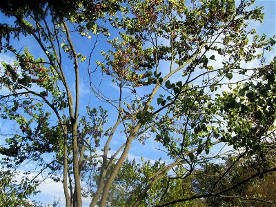Gewöhnlicher Judasbaum (Cercis siliquastrum) im Moscheegarten Schwetzingen - ursprünglich aus Südeuropa und Vorderasien