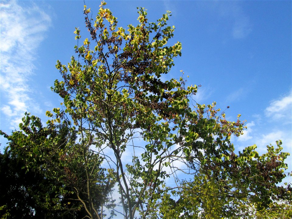 Gewöhnlicher Judasbaum (Cercis siliquastrum) im Moscheegarten Schwetzingen - ursprünglich aus Südeuropa und Vorderasien
