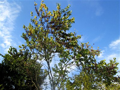 Gewöhnlicher Judasbaum (Cercis siliquastrum) im Moscheegarten Schwetzingen - ursprünglich aus Südeuropa und Vorderasien