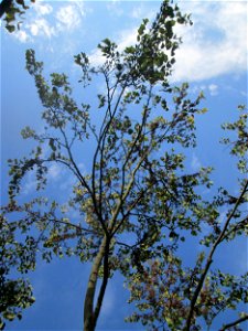 Gewöhnlicher Judasbaum (Cercis siliquastrum) im Moscheegarten Schwetzingen - ursprünglich aus Südeuropa und Vorderasien