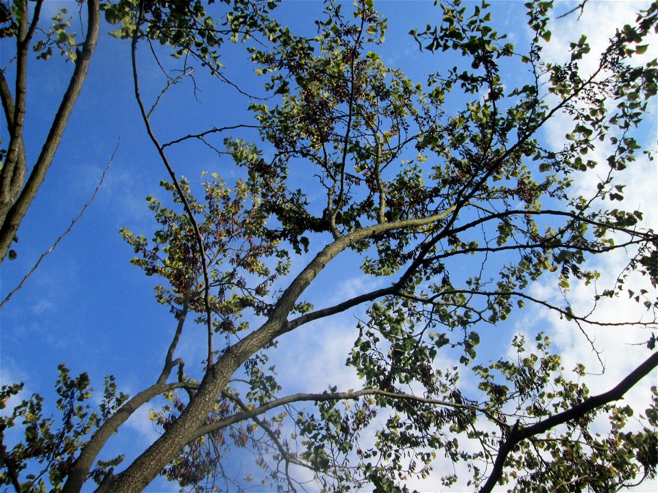 Gewöhnlicher Judasbaum (Cercis siliquastrum) im Moscheegarten Schwetzingen - ursprünglich aus Südeuropa und Vorderasien