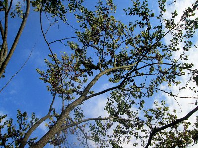 Gewöhnlicher Judasbaum (Cercis siliquastrum) im Moscheegarten Schwetzingen - ursprünglich aus Südeuropa und Vorderasien